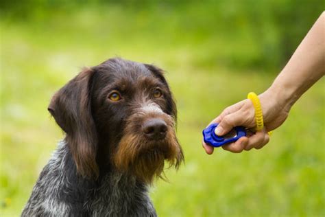  Promoting Positive Associations: Techniques for Transforming Canine Bathroom Dreams into Favorable Experiences 