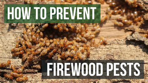  Protecting Your Firewood from Moisture and Pests 