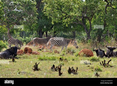  Psychological Relevance: Deciphering the Symbolic Meaning of Free-Roaming Wildlife in Enthralling Dreams 