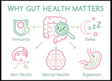  Revealing the Link between Gut Health and Regularity 