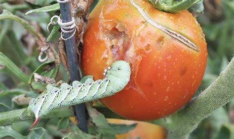  Safeguarding Your Tomato Plants: Vigilance Against Pests and Diseases 