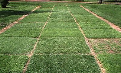  Selecting the Appropriate Turf Variety for your Yard 