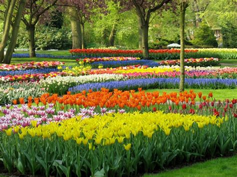  Selecting the Ideal Bulbs for Your Exquisite Garden 