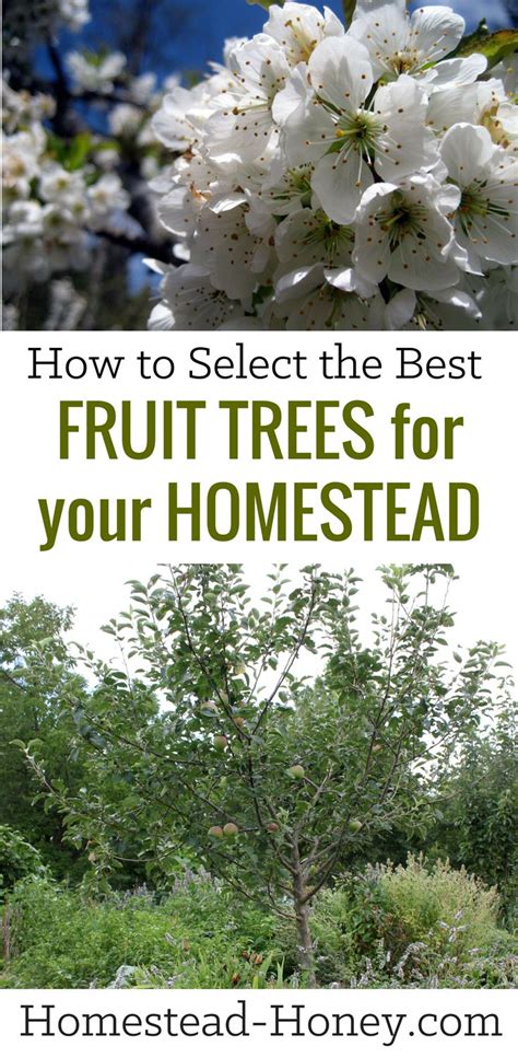  Selecting the Ideal Fruits for Your Garden 