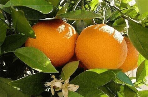  Selecting the Perfect Tangerine Tree Variety for Your Climate 