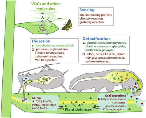  Significance of the Preying Insect in Ecological Systems 