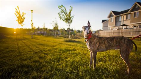  Symbolism and Symbolic Meaning of the Soaring Canis Lupus in Varied Cultures 