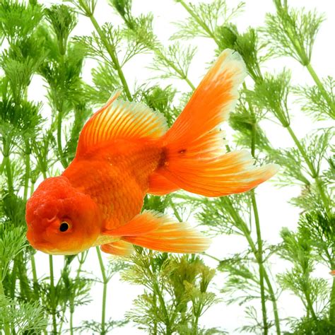  The Fortune of the Golden Swimmers: Unveiling the Connection between Goldfish and Positive Energy 