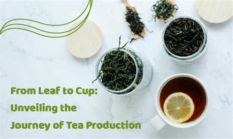  The Journey of Tea Leaves: From Farm to Cup 