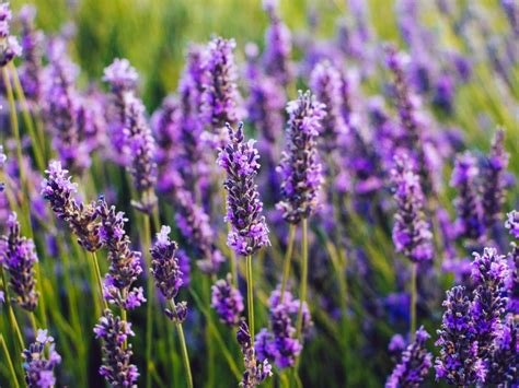  Unearthing the Hidden Secrets: Lavender Blossoms as a Gateway to Lucid Dreams 