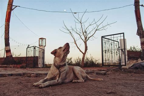  Unraveling the Psychological Significance of Dreaming of an Ivory Canine's Vocalizations 