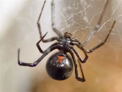  Unveiling the Black Widow: A Glimpse into its Symbolic Significance 