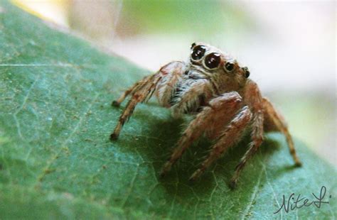  Unveiling the Hidden Significance Behind Petite Arachnids 