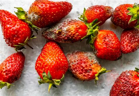  Unveiling the Reflections: How Deteriorating Strawberries Portray Personal Bonds 