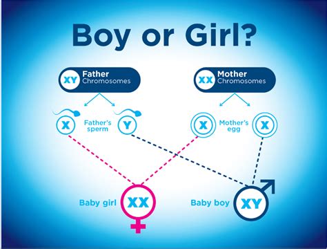 5 Practical Ways to Influence Your Baby's Gender