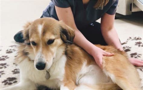 A Bond for Life: Transformative Effects of Rescuing and Rehabilitating an Ailing Canine Companion