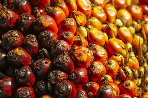 A Brief Overview of the Versatile Palm Kernel and Its Wide Range of Applications