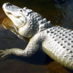 A Captivating Encounter: Exploring the Significance of the Alligator in Your Dreams