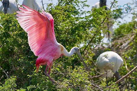 A Captivating Encounter with a Rare Species of Bird