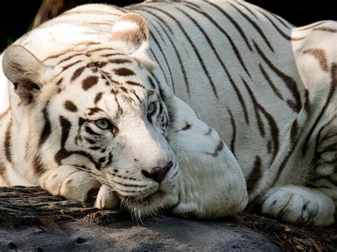 A Captivating Journey into the Enchanting World of Young Tigers