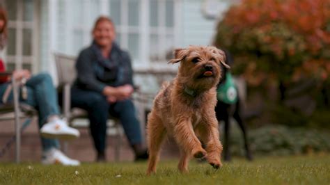 A Chance Encounter: Finding a Four-Legged Friend in Need