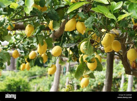 A Citrus Paradise: Where to Discover the Finest Lemon Orchards