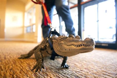 A Close Encounter: Stories from those Who Have Owned Alligator Companions