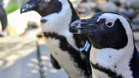 A Close Encounter with Adorable Penguins