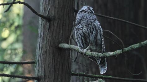 A Close Meeting: What to Anticipate When Confronting a Barred Owl