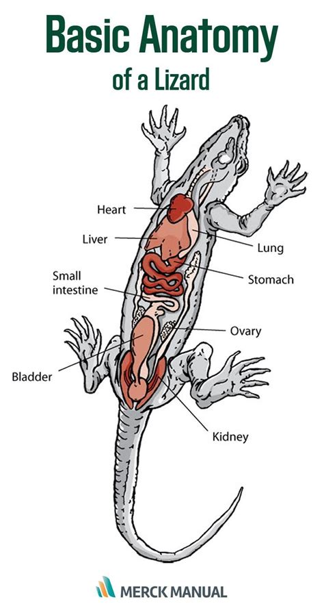 A Closer Look: Anatomy and Physiology of Lizards