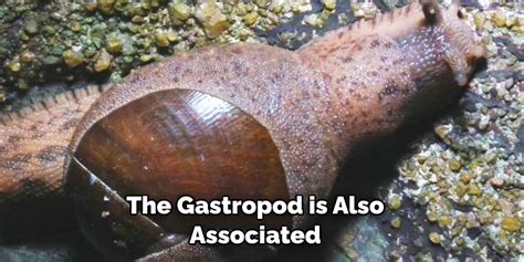 A Closer Look: Decoding the Symbolic Significance of a Colossal Gastropod