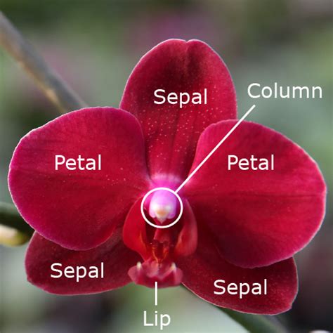 A Closer Look: Exploring the Anatomy of the Blossoming Orchid