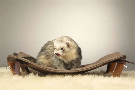 A Closer Look: Understanding the Physical Characteristics of Ferrets with a Brown Coat