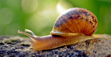 A Closer Look: Understanding the Symbolism of Snails