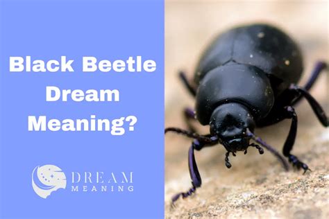 A Closer Look at Beetle Dreams: What Do They Signify?