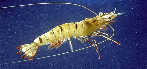 A Closer Look at Decoding Prawn Dreams