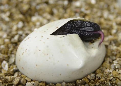 A Closer Look at the Cultural Significance of Lizard Hatchlings