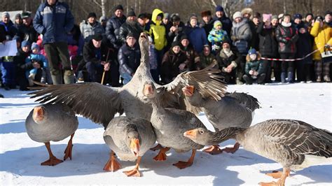 A Closer Look at the Thrilling and Competitive Sport of Goose Fighting