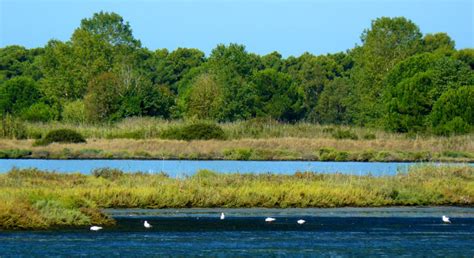 A Colorful Oasis: Flora and Fauna in the Fuchsia Lagoon