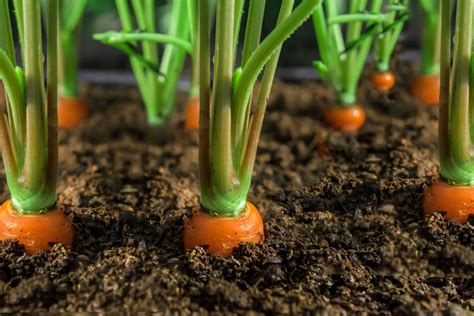 A Comprehensive Guide to Selecting the Finest Carrots