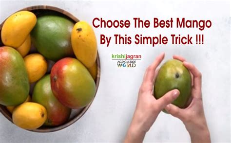 A Comprehensive Guide to Selecting the Perfect Mango