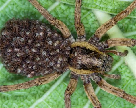 A Deeper Dive into Spider Egg Production and Hatching