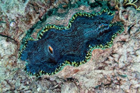 A Deeper Exploration of the Astonishing Giant Clam