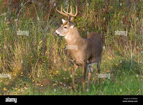 A Detailed Overview of the Life of the Alabama White-Tailed Buck