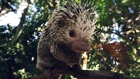 A Dreamlike Encounter: The Astonishing Tale of the Enormous Porcupine