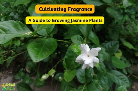 A Fascinating Journey Through the History of Cultivating Fragrant Jasmine