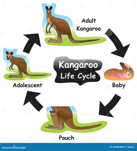 A Figurative Representation: How the Kangaroo Epitomizes Life's Obstacles