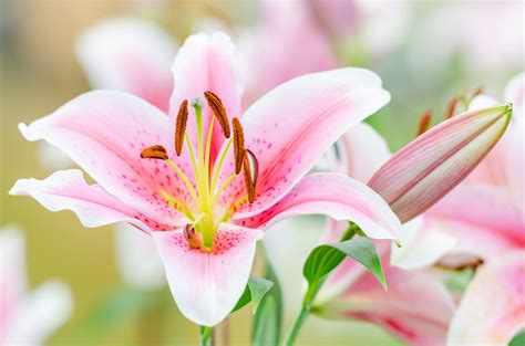 A Fragrant Tale: The Captivating Aroma of Lily Blossoms