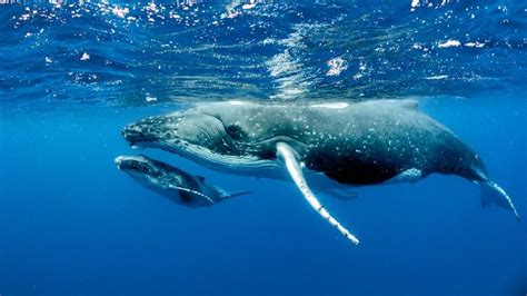 A Gentle Giant: Decoding the Significance of a Baby Whale in Mythology and Folklore