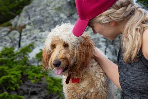 A Glimpse into a Dog's Subconscious: Revealing the Unconscious World of our Canine Companions